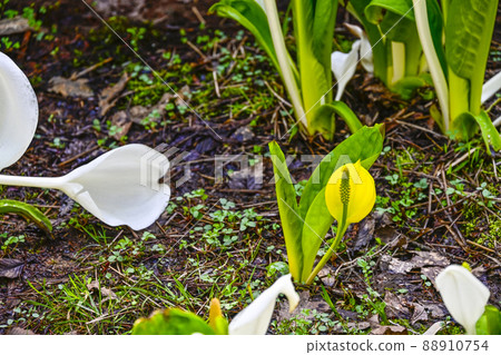 Happy yellow skunk cabbage Happy yellow skunk cabbage 88910754
