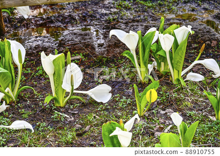 Happy yellow skunk cabbage Happy yellow skunk cabbage 88910755