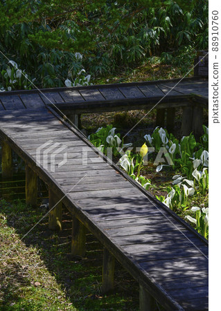 Happy yellow skunk cabbage Happy yellow skunk cabbage 88910760