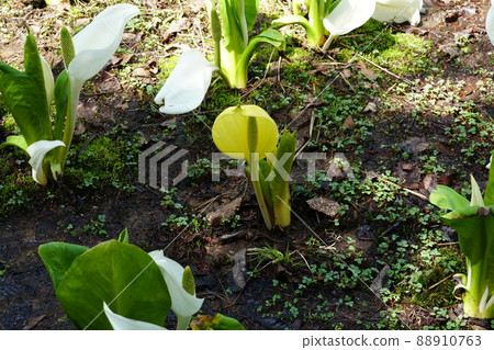 Happy yellow skunk cabbage Happy yellow skunk cabbage 88910763