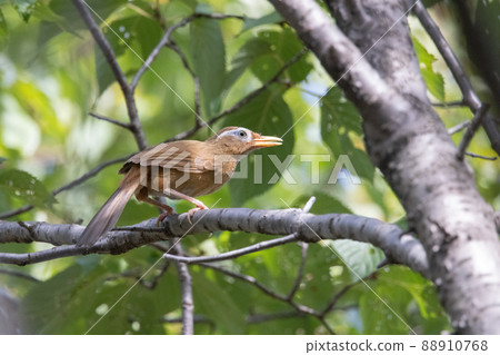 Chinese hwamei, an invasive alien species whose new breeding is prohibited by the Alien Species Act 88910768