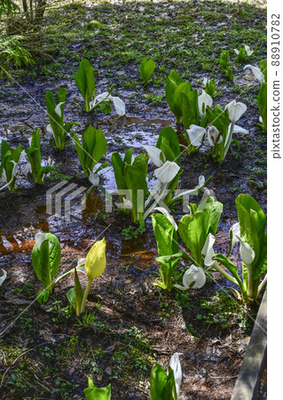 Happy yellow skunk cabbage Happy yellow skunk cabbage 88910782