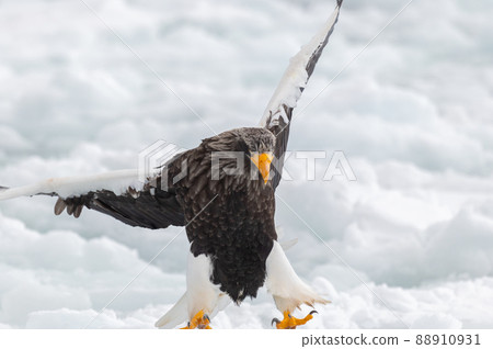 知床冬天 知床冬天 88910931