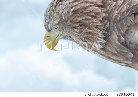 知床冬天 知床冬天 88910941