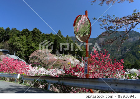 參觀山村花桃之裡（愛媛縣熊高原町） 88910943