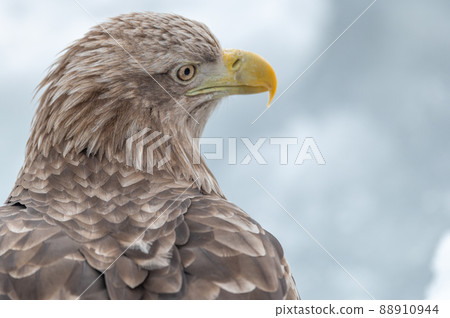 Shiretoko winter 88910944