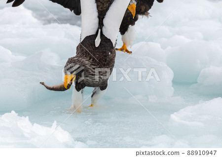 知床冬天 88910947