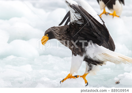 知床冬天 88910954