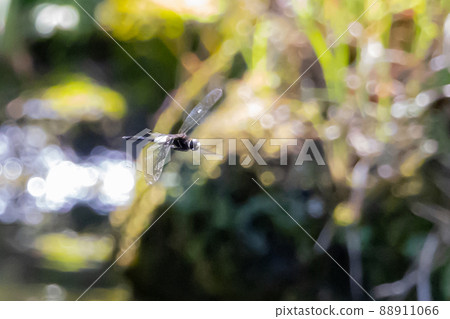 Pseudothemis dragonfly with a white and thick band on black Pseudothemis dragonfly with a white and thick band on black 88911066