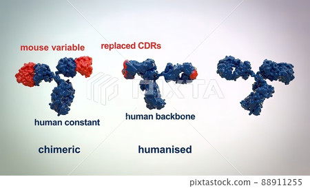 The structure of a typical antibody molecule.Antibodies and amino acids The structure of a typical antibody molecule.Antibodies and amino acids 88911255