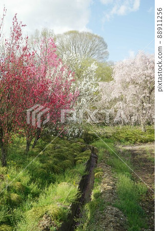 Peach blossoms and weeping cherry blossoms 88911256
