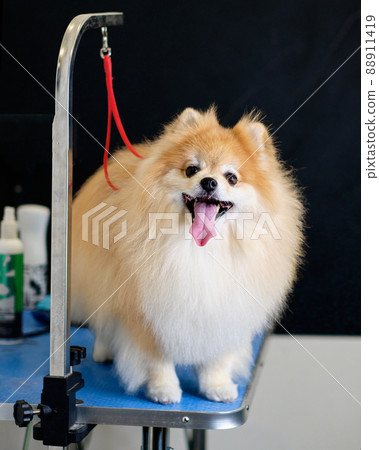 A beautiful pomeranian dog stands on the edge of the table tied so as not to fall 88911419