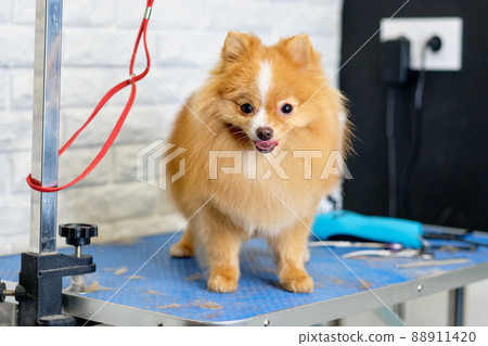 A charming pomeranian dog stands on a table in a dog grooming salon 88911420