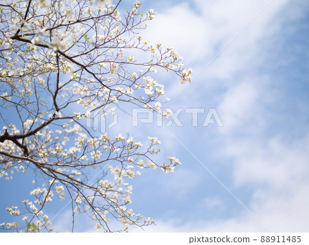 初夏晴天和白山茱萸 88911485