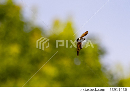 一種讓人聯想到夏日陽光和炎熱的棕色蟬 88911486