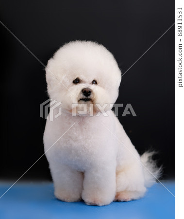 White dog Bishop Frieze is shorn according to the breed standard, vertical studio photo White dog Bishop Frieze is shorn according to the breed standard, vertical studio photo 88911531