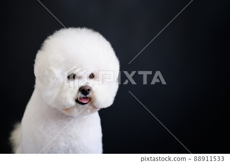 Portrait of white Bishop frise dog on a dark background Portrait of white Bishop frise dog on a dark background 88911533