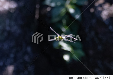 The fastest insect in the insect world, Anax parthenope The fastest insect in the insect world, Anax parthenope 88911561