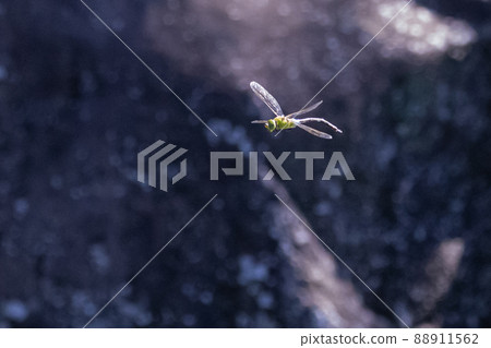 The fastest insect in the insect world, Anax parthenope 88911562