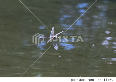 The fastest insect in the insect world, Anax parthenope 88911569