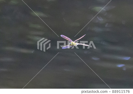 The fastest insect in the insect world, Anax parthenope 88911576