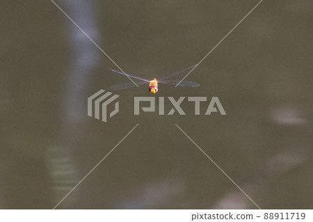 Sympetrum frequens, a dragonfly insect that represents autumn that begins to fly from summer 88911719