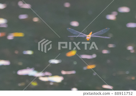 Sympetrum frequens,一種代表秋天的蜻蜓昆蟲,從夏天開始飛行 Sympetrum frequens,一種代表秋天的蜻蜓昆蟲,從夏天開始飛行 88911752