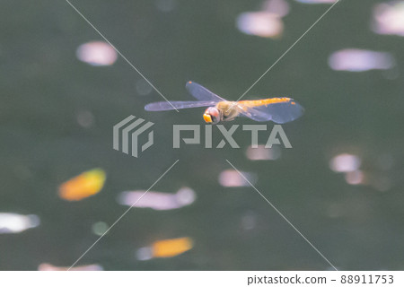 Sympetrum frequens,一種代表秋天的蜻蜓昆蟲,從夏天開始飛行 Sympetrum frequens,一種代表秋天的蜻蜓昆蟲,從夏天開始飛行 88911753