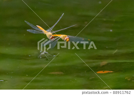 Sympetrum frequens, a dragonfly insect that represents autumn that begins to fly from summer Sympetrum frequens, a dragonfly insect that represents autumn that begins to fly from summer 88911762