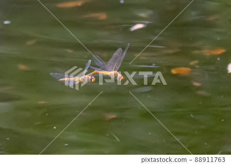Sympetrum frequens,一種代表秋天的蜻蜓昆蟲,從夏天開始飛行 Sympetrum frequens,一種代表秋天的蜻蜓昆蟲,從夏天開始飛行 88911763
