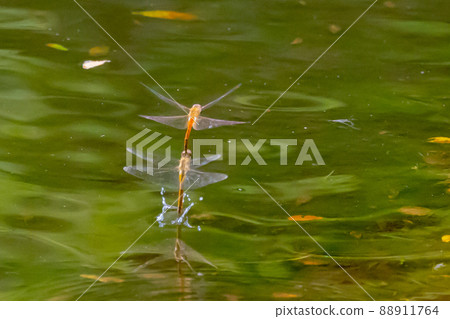 Sympetrum frequens，一種代表秋天的蜻蜓昆蟲，從夏天開始飛行 88911764