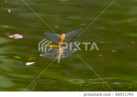 Sympetrum frequens,一種代表秋天的蜻蜓昆蟲,從夏天開始飛行 Sympetrum frequens,一種代表秋天的蜻蜓昆蟲,從夏天開始飛行 88911765
