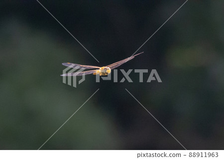 Sympetrum frequens,一種代表秋天的蜻蜓昆蟲,從夏天開始飛行 Sympetrum frequens,一種代表秋天的蜻蜓昆蟲,從夏天開始飛行 88911963