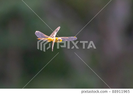 Sympetrum frequens, a dragonfly insect that represents autumn that begins to fly from summer Sympetrum frequens, a dragonfly insect that represents autumn that begins to fly from summer 88911965