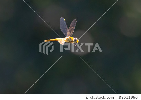 Sympetrum frequens,一種代表秋天的蜻蜓昆蟲,從夏天開始飛行 Sympetrum frequens,一種代表秋天的蜻蜓昆蟲,從夏天開始飛行 88911966
