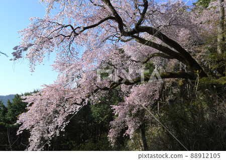 Cherry Blossoms in full bloom Cherry Blossoms in full bloom 88912105