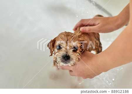 Wet Maltipoo puppy while bathing in the bathroom. Close-up, selective focus 88912186