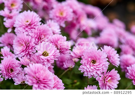 Blooming pink chrysanthemums in the garden. Close-up, selective focus Blooming pink chrysanthemums in the garden. Close-up, selective focus 88912295