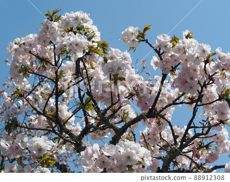 Yoshino mountain cherry tree Yoshino mountain cherry tree 88912308