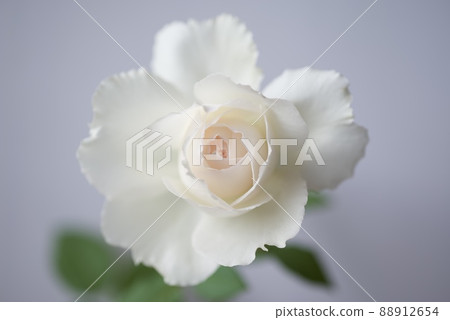 Close-up of gentle white Japanese roses Close-up of gentle white Japanese roses 88912654