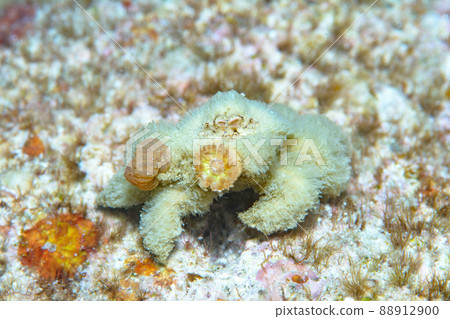 Quenching crab Quenching crab 88912900