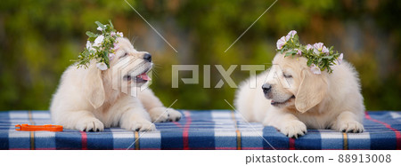 happy labrador puppy outdoors happy labrador puppy outdoors 88913008