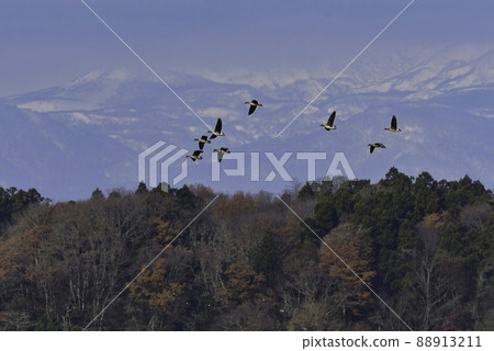 Greater white-fronted goose, a precious natural monument that comes from northern countries in large groups in the fall 88913211