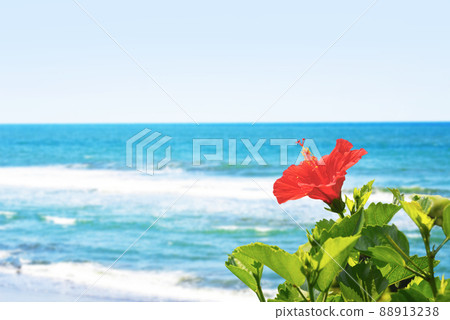 Hibiscus and the sea Hibiscus and the sea 88913238