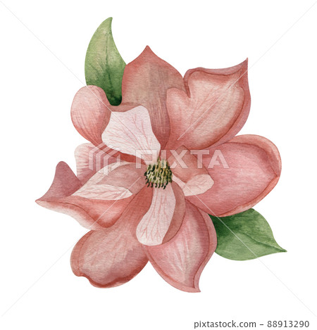 Watercolor flower magnolia pink bud with petals and green leaves isolated on a white background Watercolor flower magnolia pink bud with petals and green leaves isolated on a white background 88913290