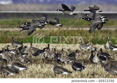 Large waterfowl Cackling goose with beautiful white and black head patterns coming from northern countries in winter 88913298