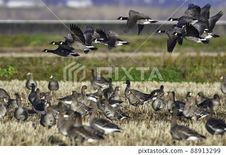 Large waterfowl Cackling goose with beautiful white and black head patterns coming from northern countries in winter 88913299