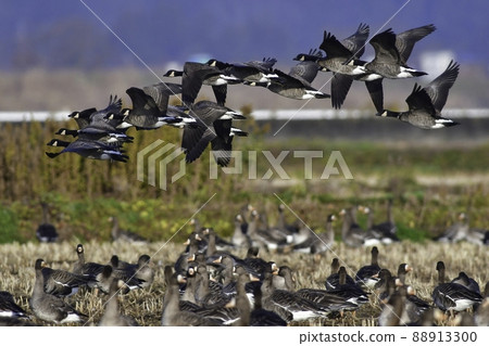 Large waterfowl Cackling goose with beautiful white and black head patterns coming from northern countries in winter 88913300