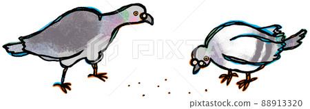 A transparent background illustration with a white frame where two rock pigeons are eating food A transparent background illustration with a white frame where two rock pigeons are eating food 88913320
