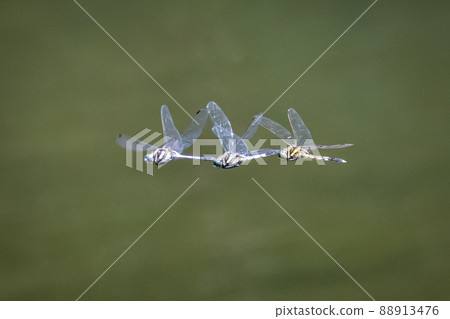 Two-tone familiar dragonfly Shiokara dragonfly Two-tone familiar dragonfly Shiokara dragonfly 88913476